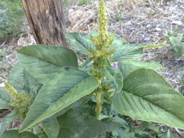 Subgen. Amaranthus Sect. Amaranthus Subsect Hybrida
